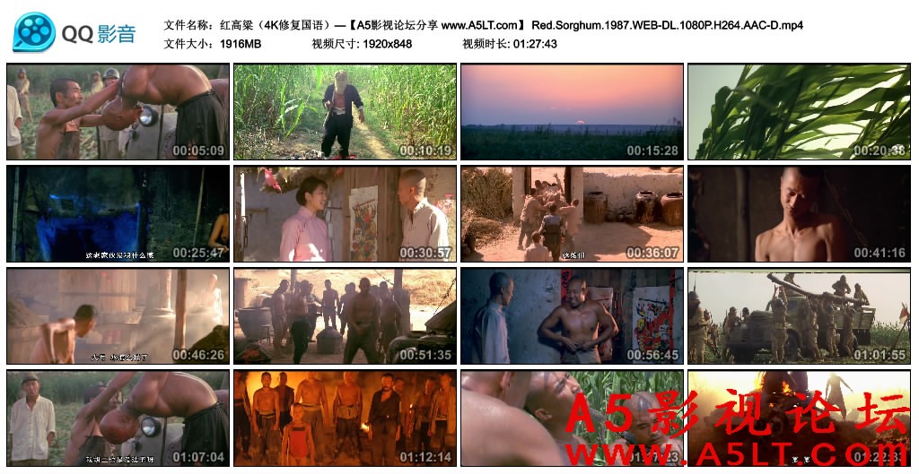 红高粱百度网盘下载