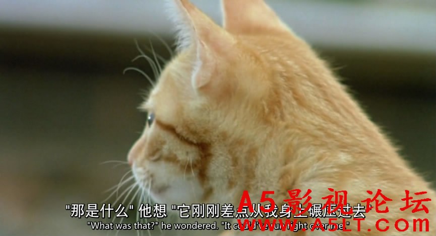 子猫物语百度网盘下载
