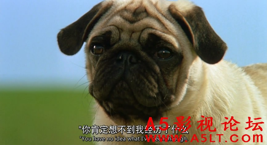 子猫物语迅雷资源下载