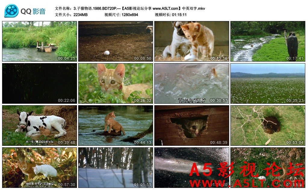 子猫物语迅雷资源下载