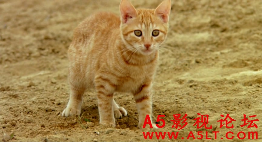 子猫物语百度网盘下载