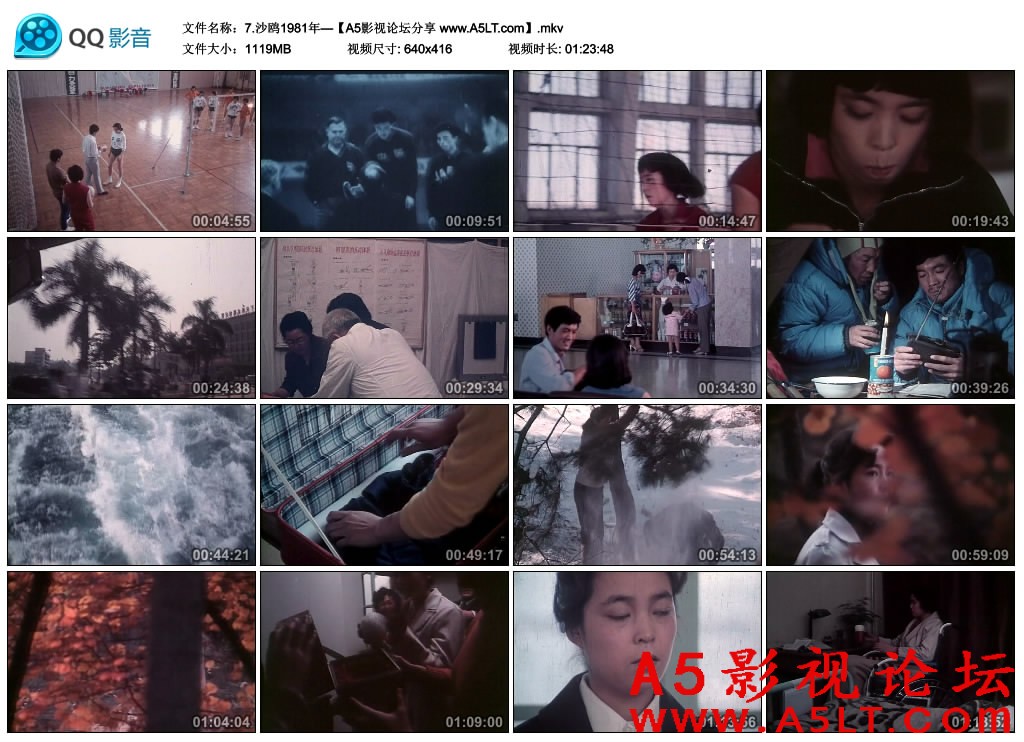沙鸥百度网盘下载
