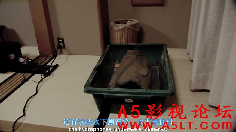 海豚湾迅雷资源下载