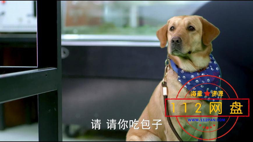 神犬小七1百度网盘下载