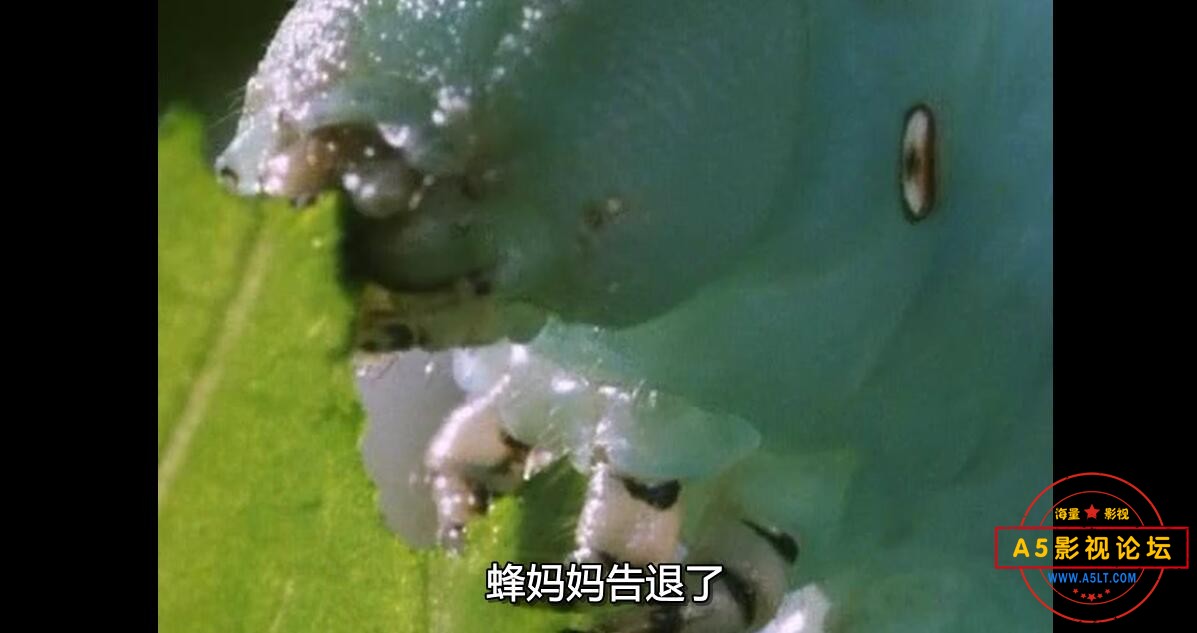 那里可以下载昆虫帝国