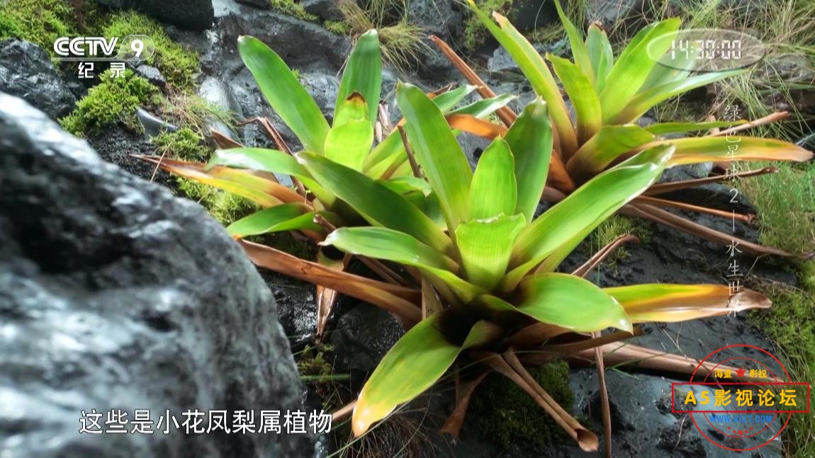 国产剧绿色星球那里可以下载,
