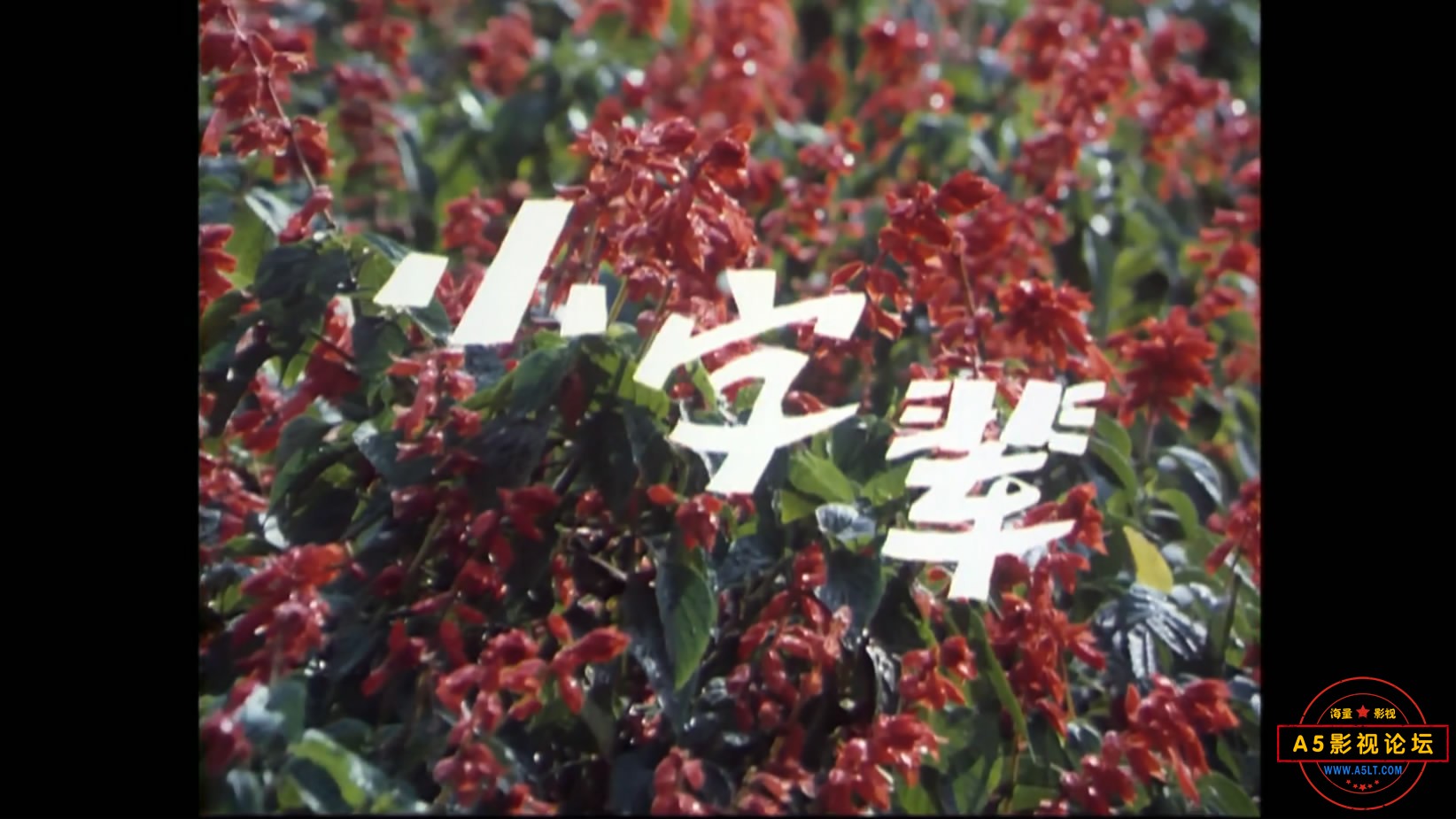 小字辈[00_00_13][20221203-182249-1].JPG