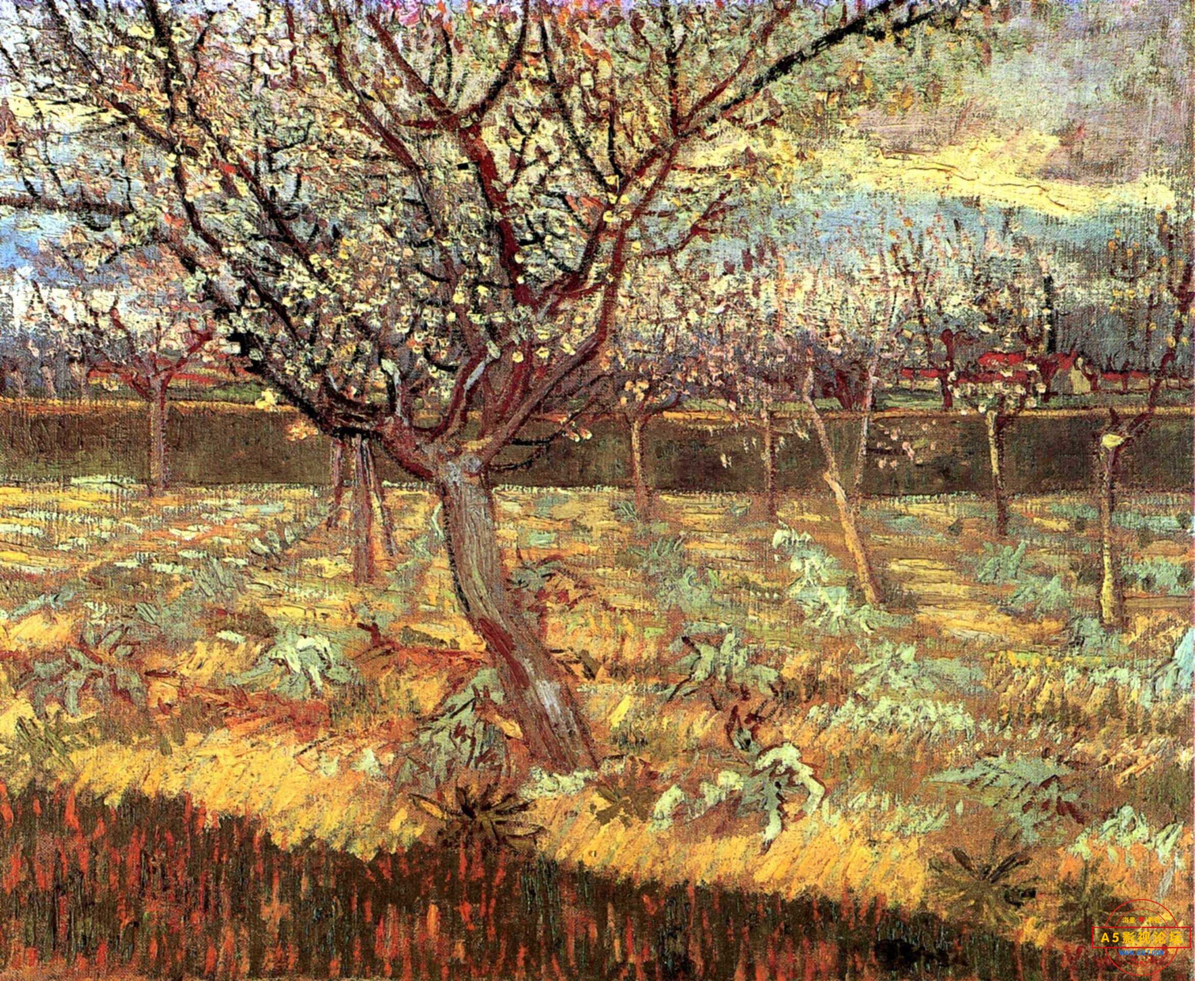 Apricot Trees in Blossom 2.jpg