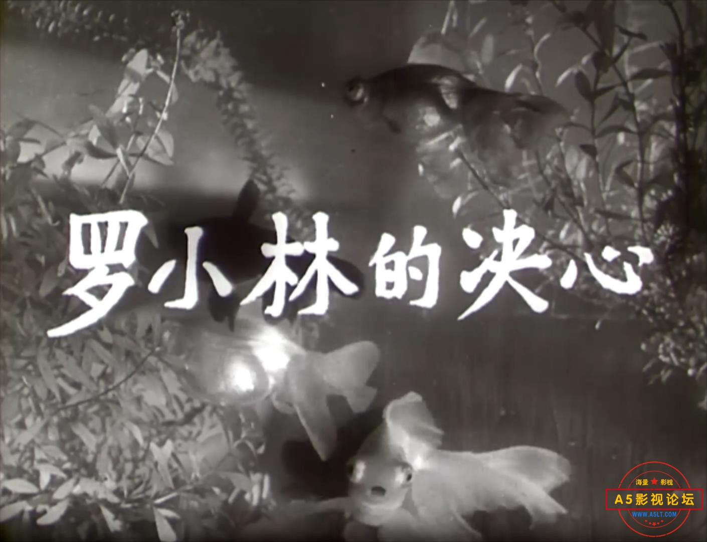 罗小林的决心 1955.mp4_20231224_192508403.jpg