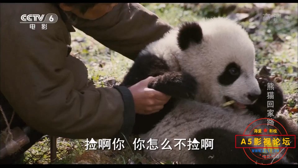 熊猫回家路