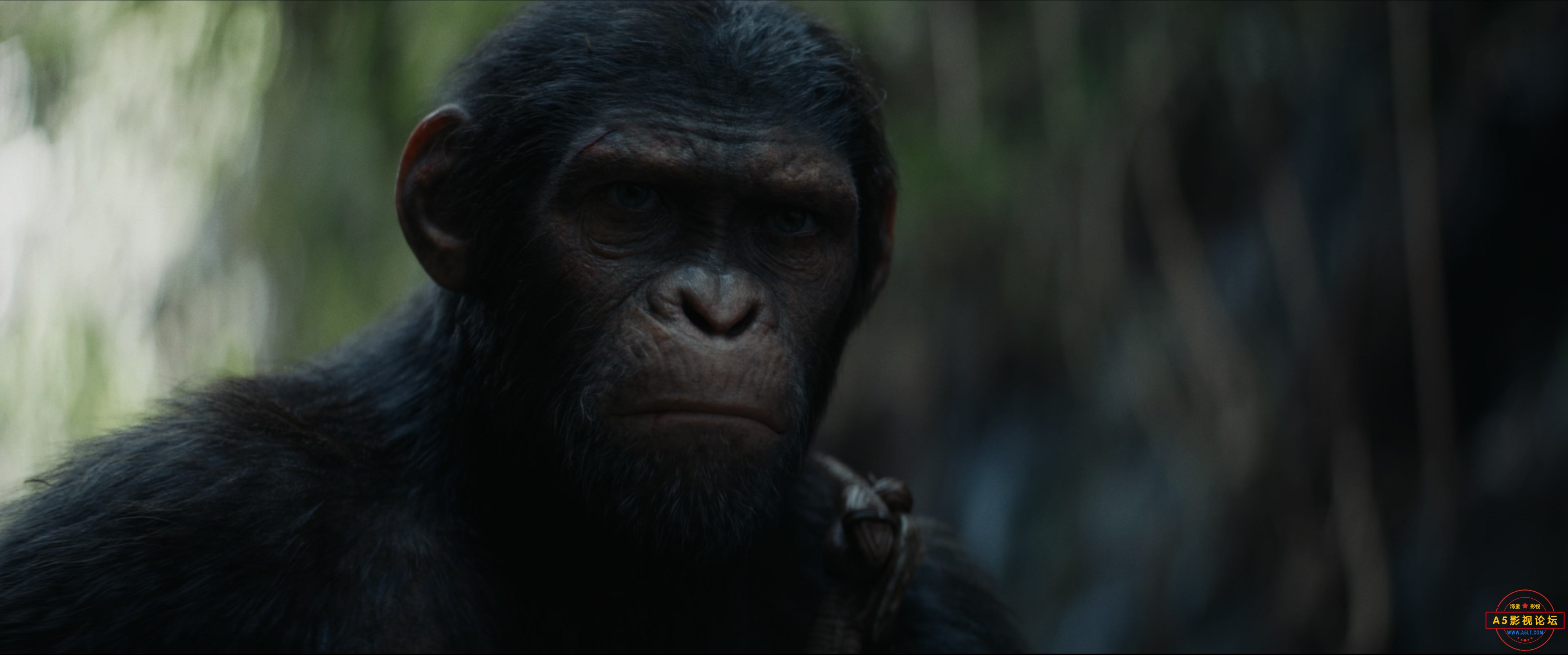 Kingdom.of.the.Planet.of.the.Apes.2024.2160p.iTunes.WEB-DL.DDP.7.1.Atmos.HDR10 ..jpg