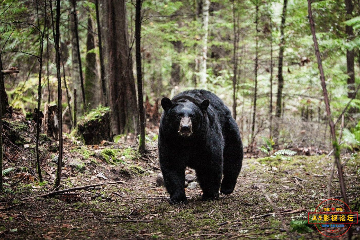 Bear-from-Backcountry.jpg